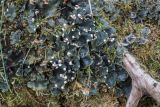 Peltigera polydactylon