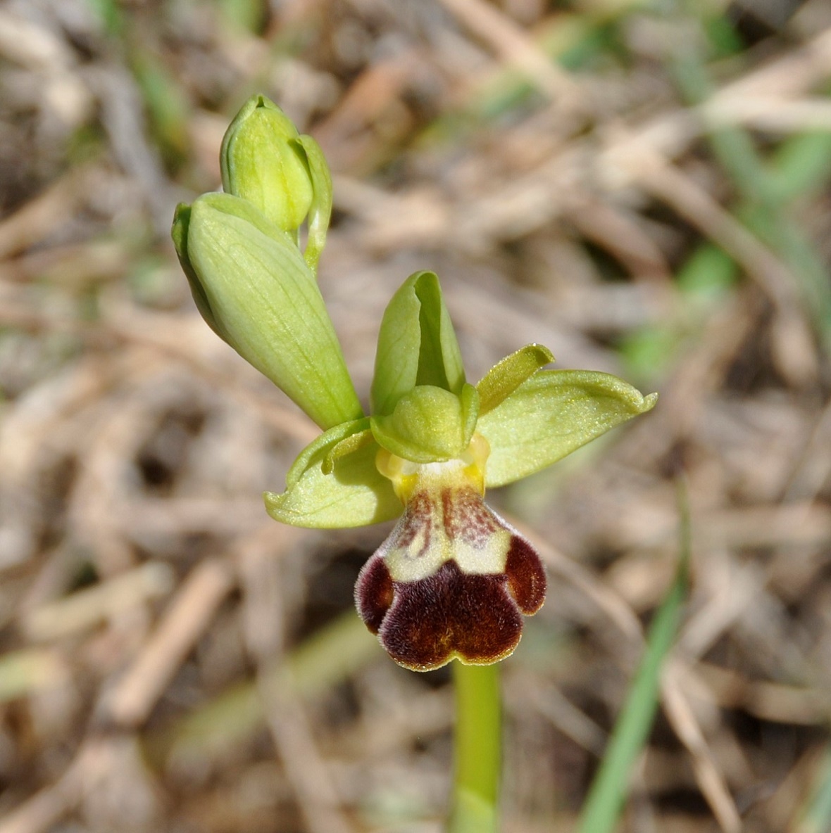 Изображение особи Ophrys omegaifera ssp. israelitica.