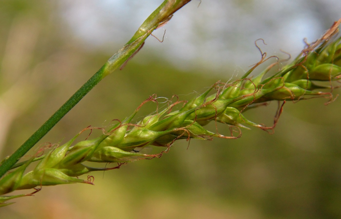 Изображение особи Carex sylvatica.