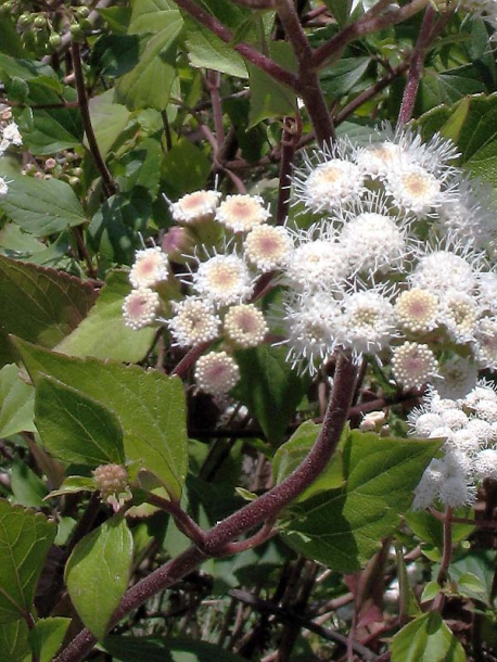 Image of Ageratina adenophora specimen.