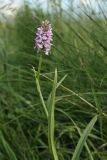 Dactylorhiza baltica. Верхушка цветущего растения. Белоруссия, Витебская обл., окр. пос. Езерище, овсяницевый луг. 14.06.2010.