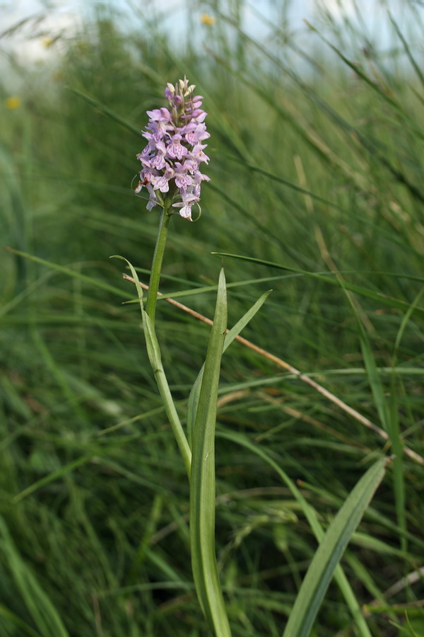 Изображение особи Dactylorhiza baltica.