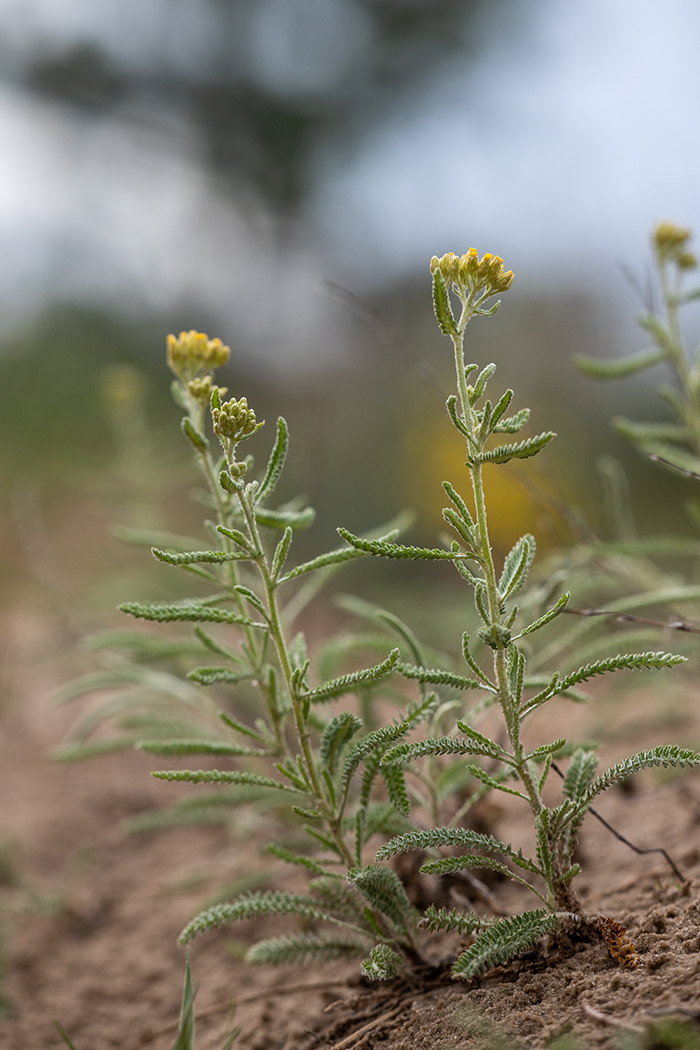 Изображение особи Achillea leptophylla.