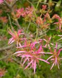 Rhododendron stenopetalum. Часть ветви с соцветиями ('Linearifolium'). Австрия, г. Вена, альпинарий при Бельведере. 28.04.2008.