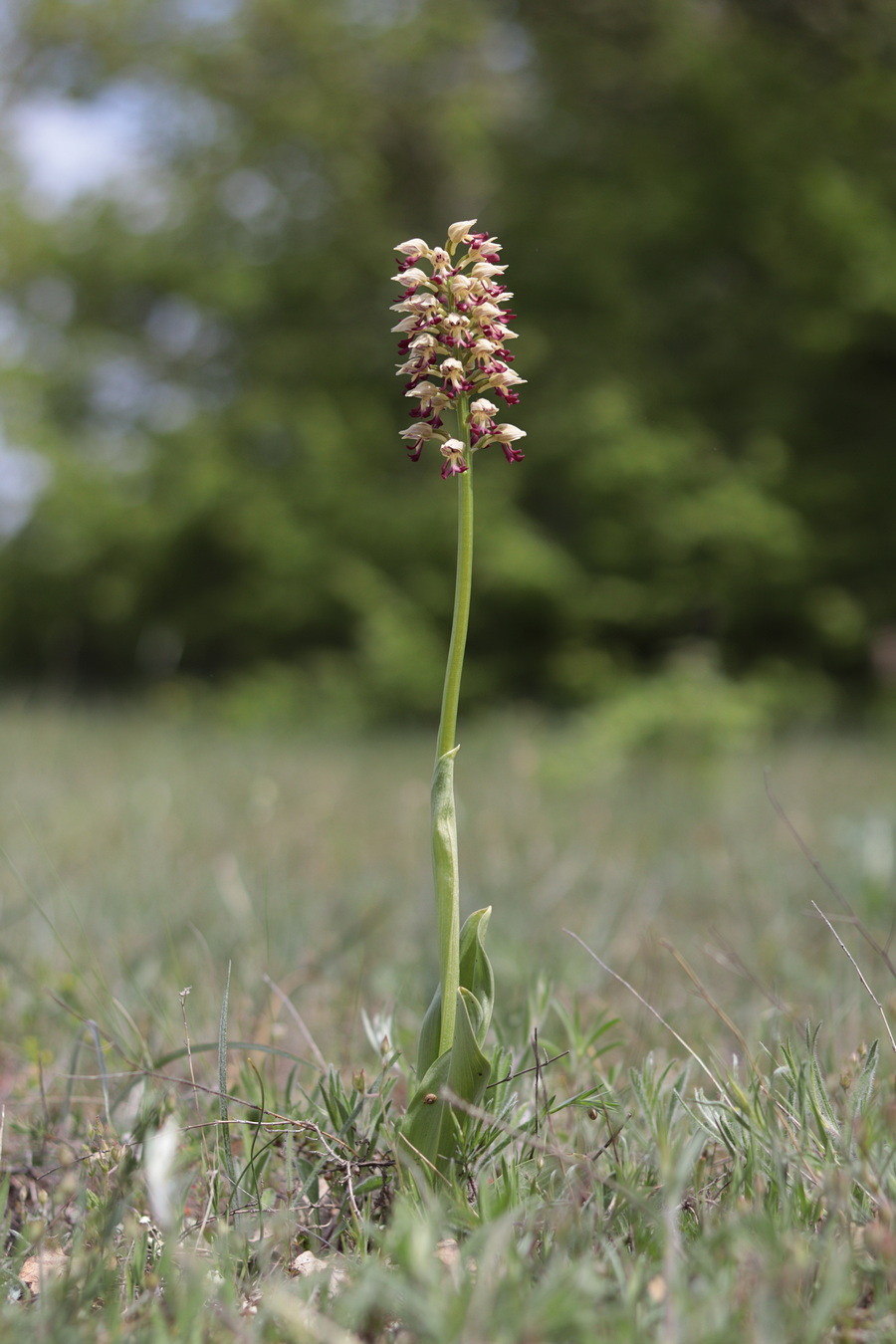 Image of Orchis &times; calliantha specimen.