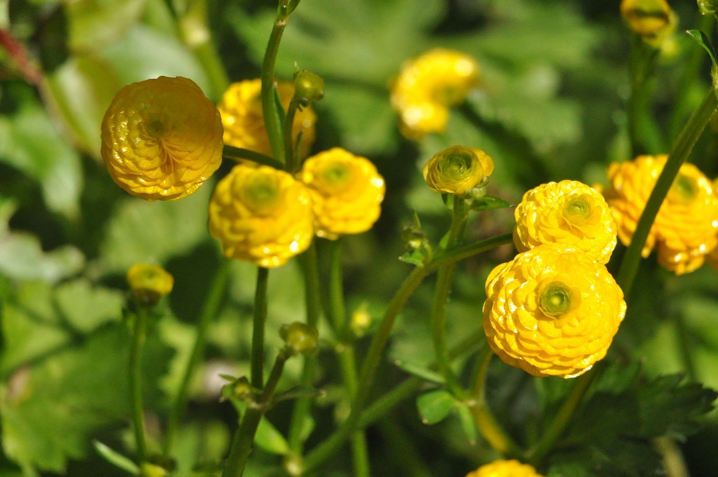 Изображение особи Ranunculus acris.