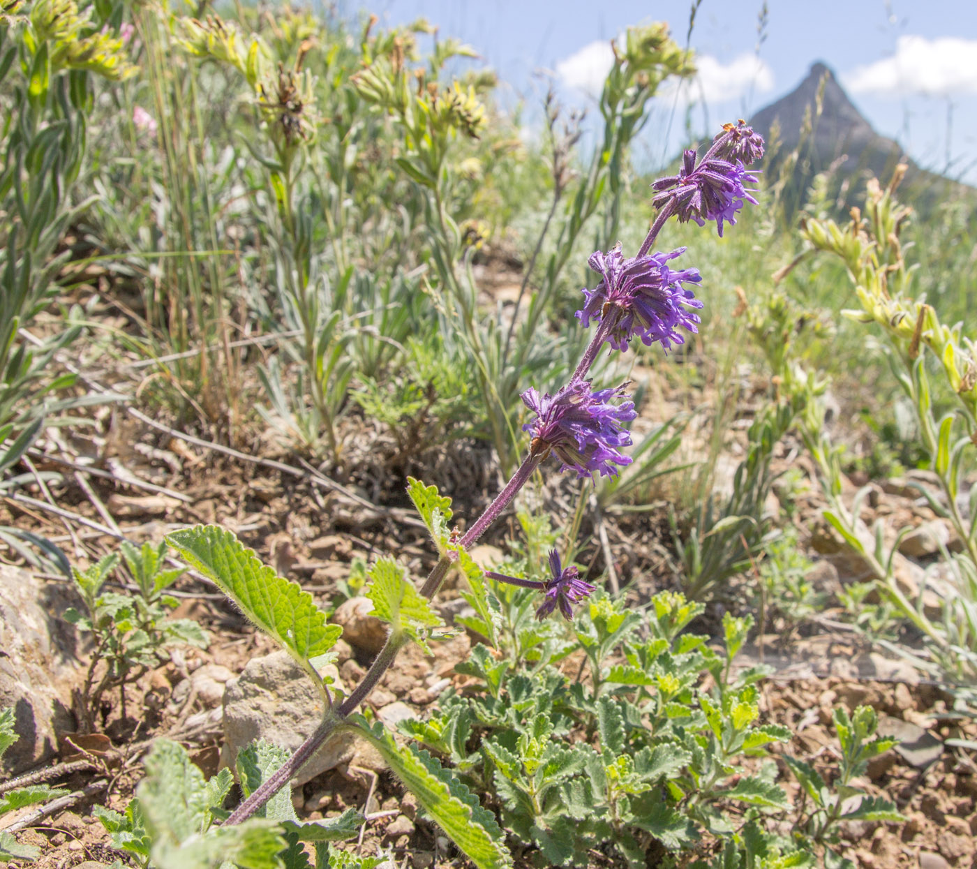 Image of Salvia verticillata specimen.