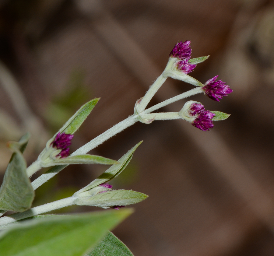 Image of Alternanthera porrigens specimen.