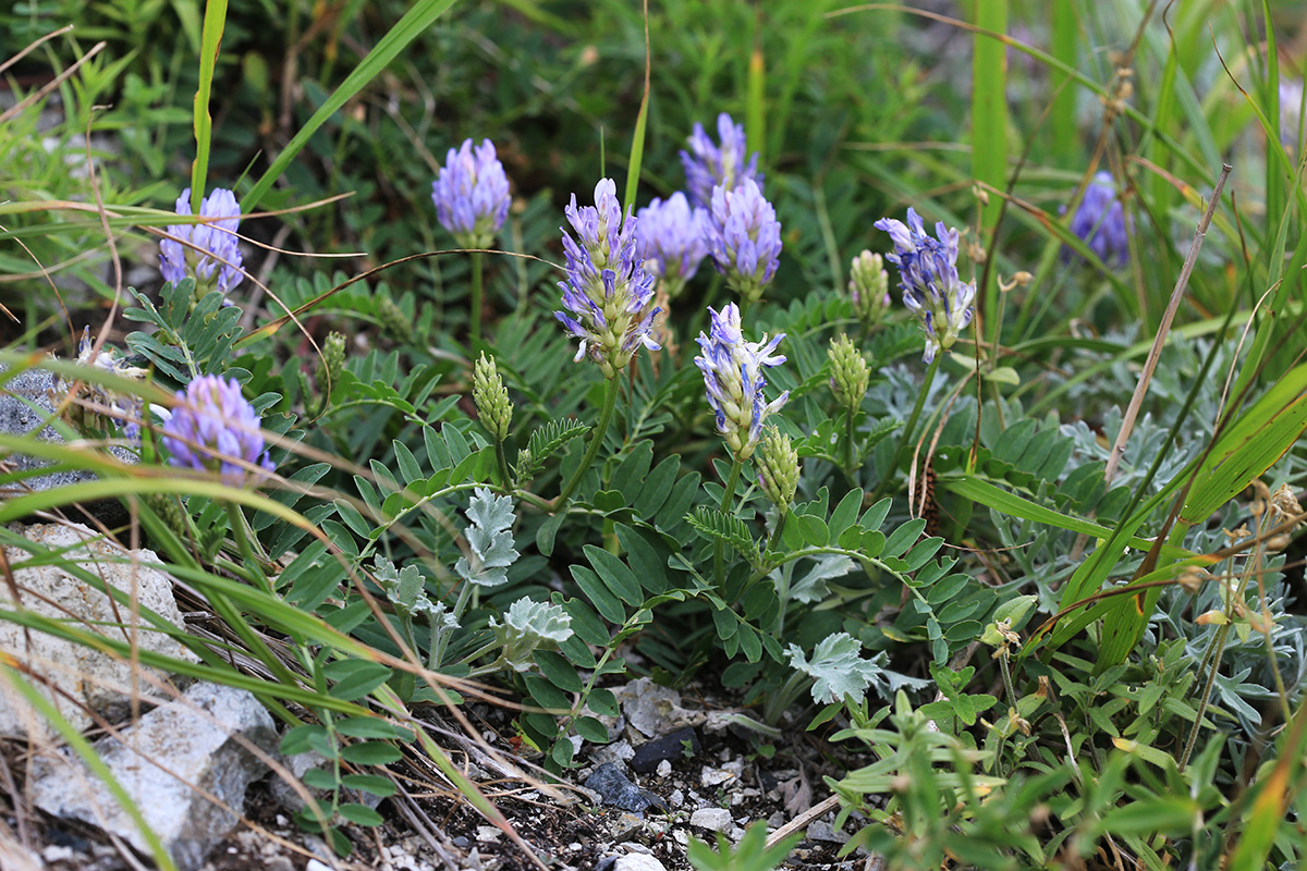 Изображение особи Astragalus marinus.