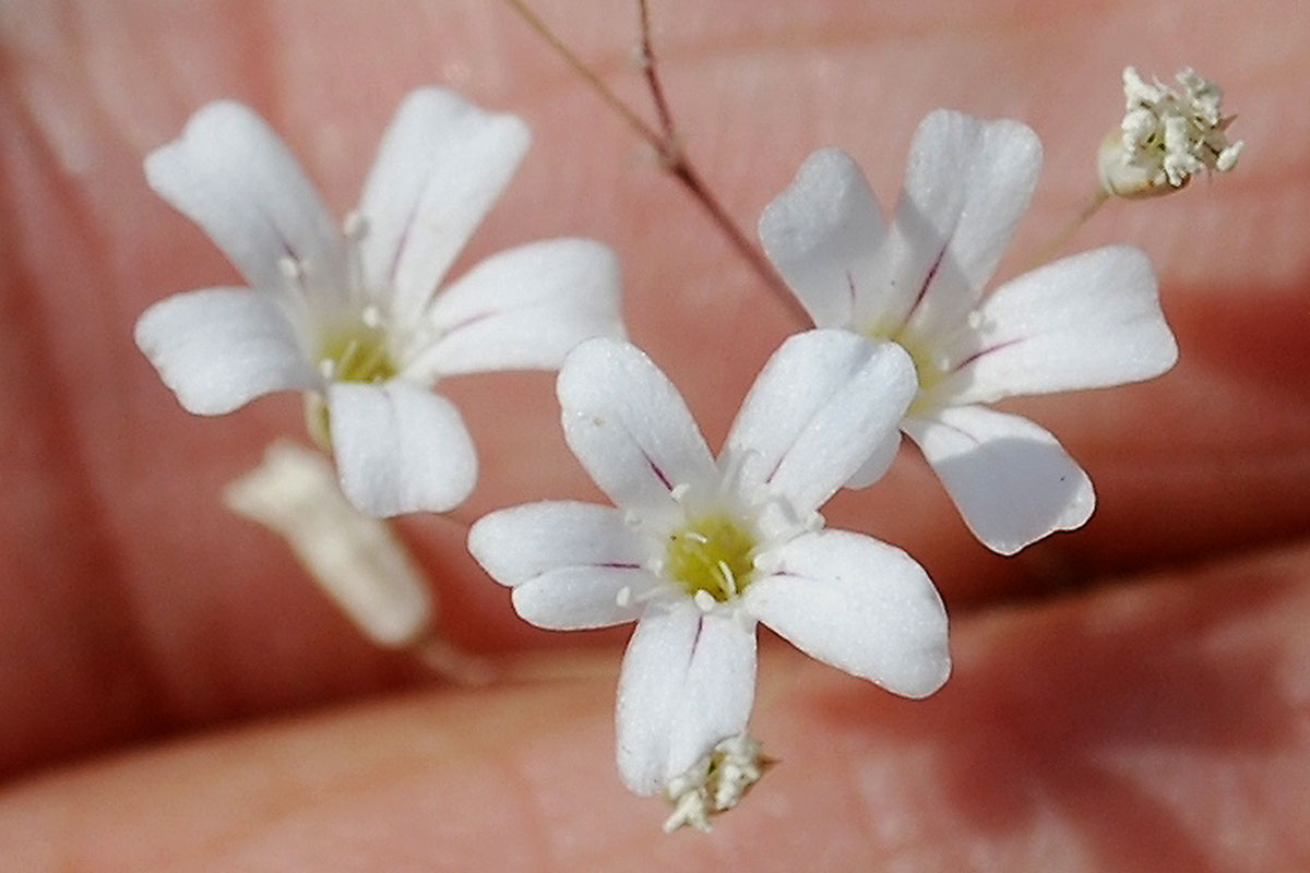 Изображение особи Bolbosaponaria intricata.