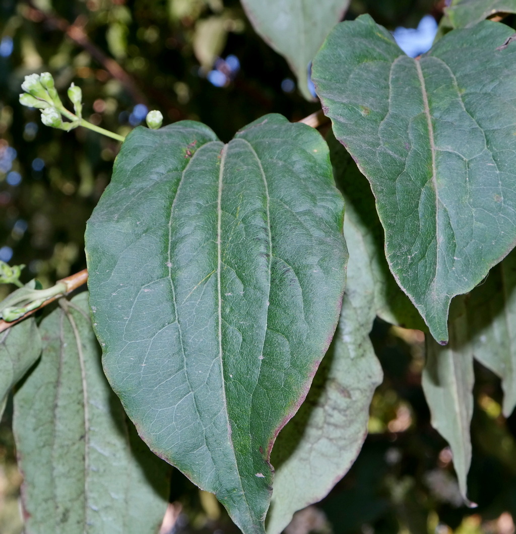 Изображение особи Heptacodium miconioides.