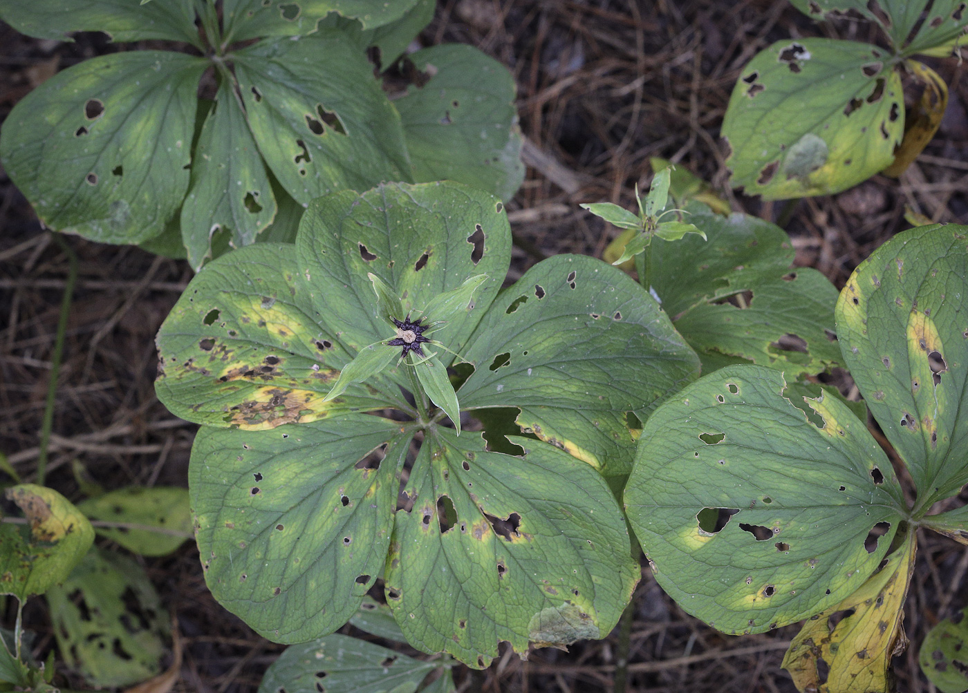 Image of Paris quadrifolia specimen.