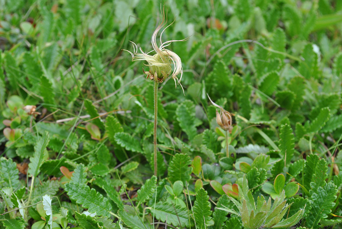 Image of Dryas oxyodonta specimen.