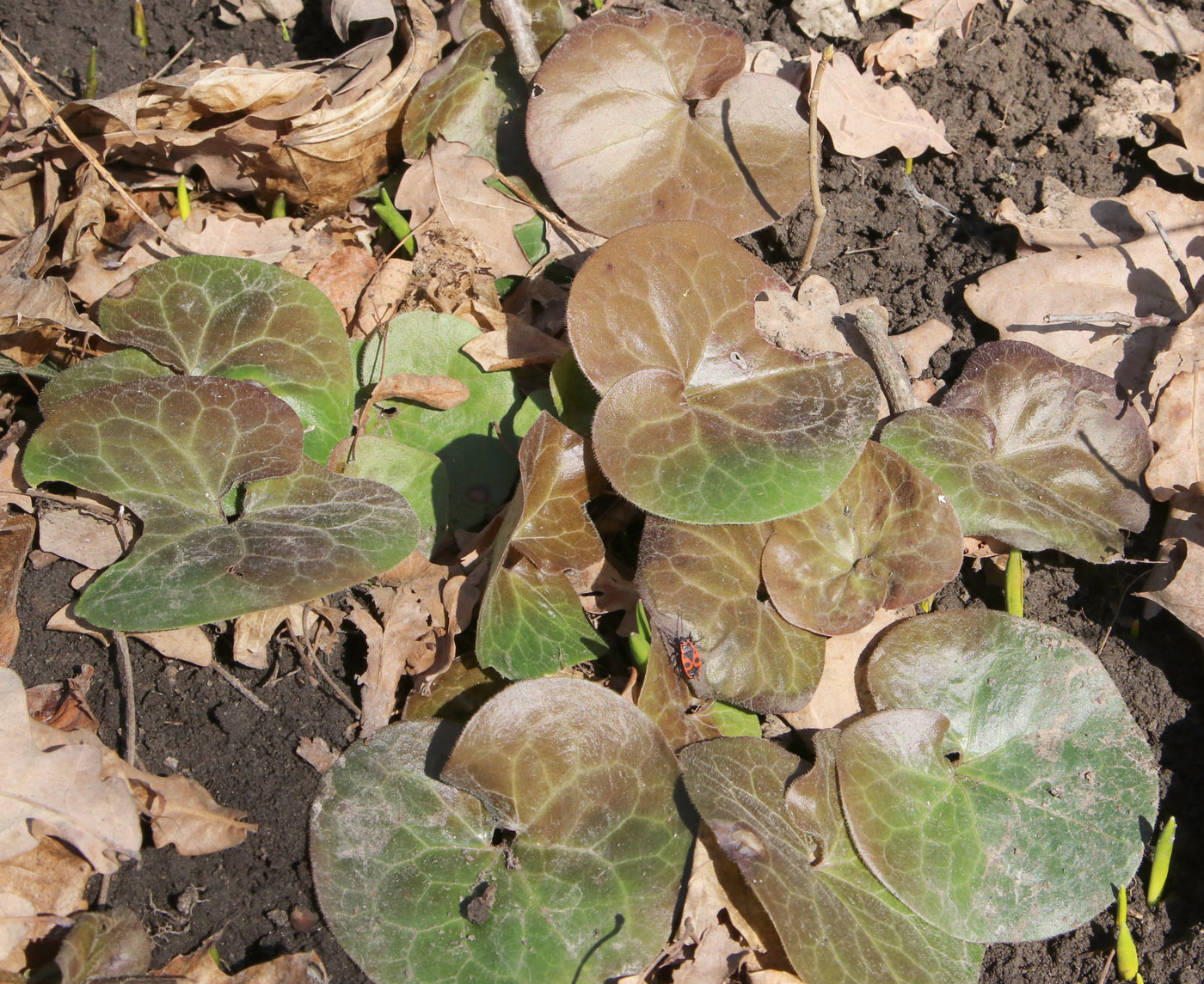 Image of Asarum europaeum specimen.