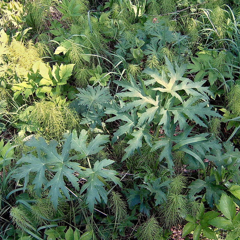 Изображение особи Heracleum sibiricum.