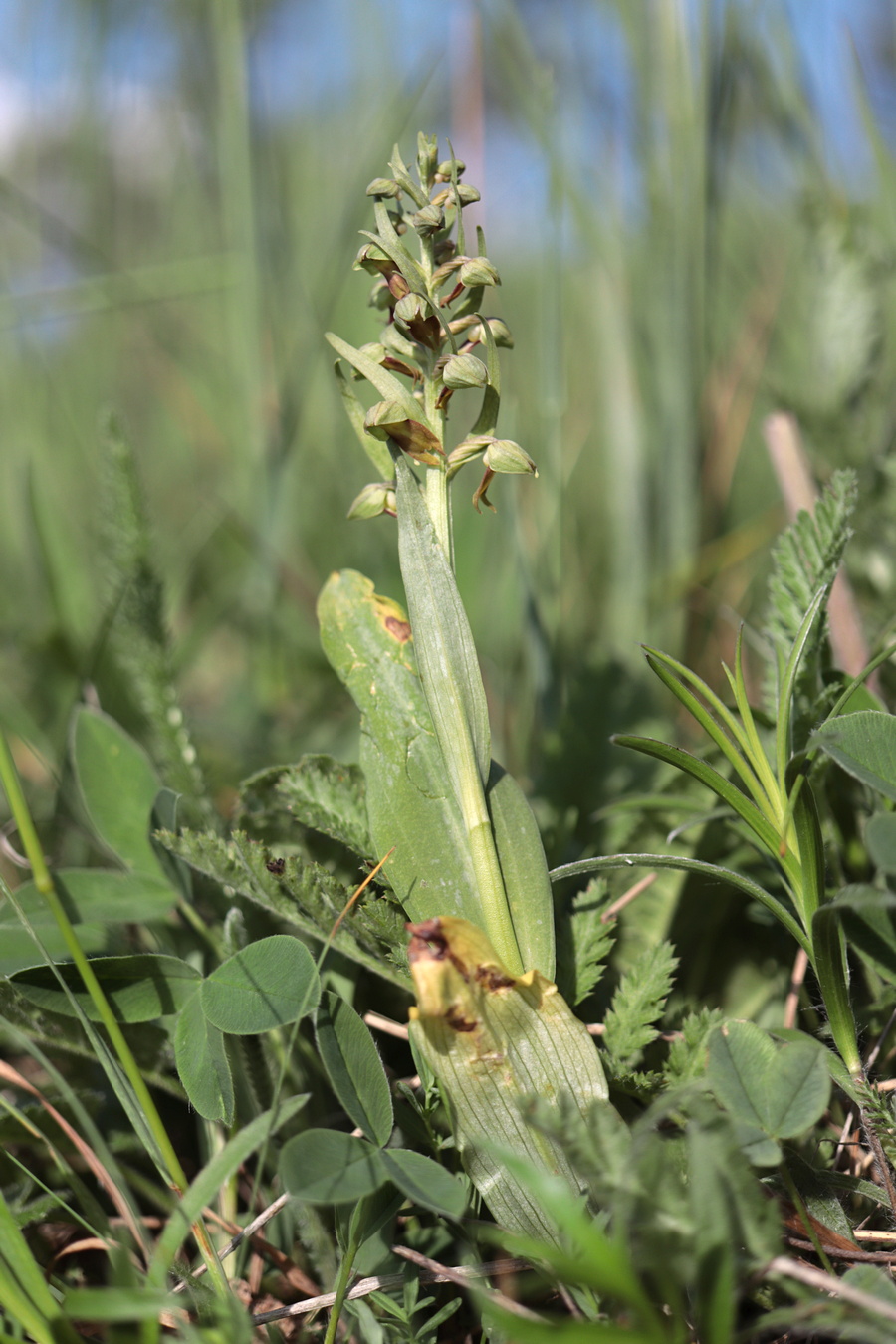 Image of Dactylorhiza viridis specimen.