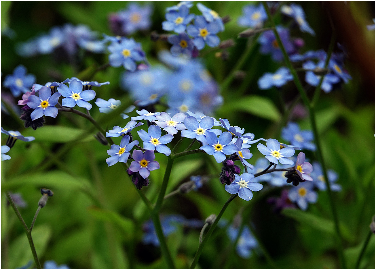 Изображение особи Myosotis sylvatica.