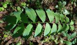 Polygonatum multiflorum