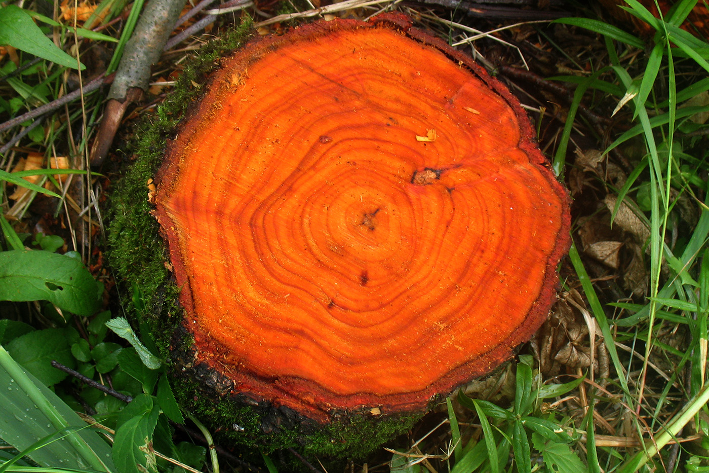 Image of Alnus glutinosa specimen.