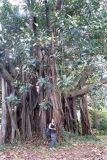 genus Ficus. Ствол и часть кроны. Уганда, Западная обл., округ Кибале, национальный парк \"Kibale National park\". 07.02.2005.