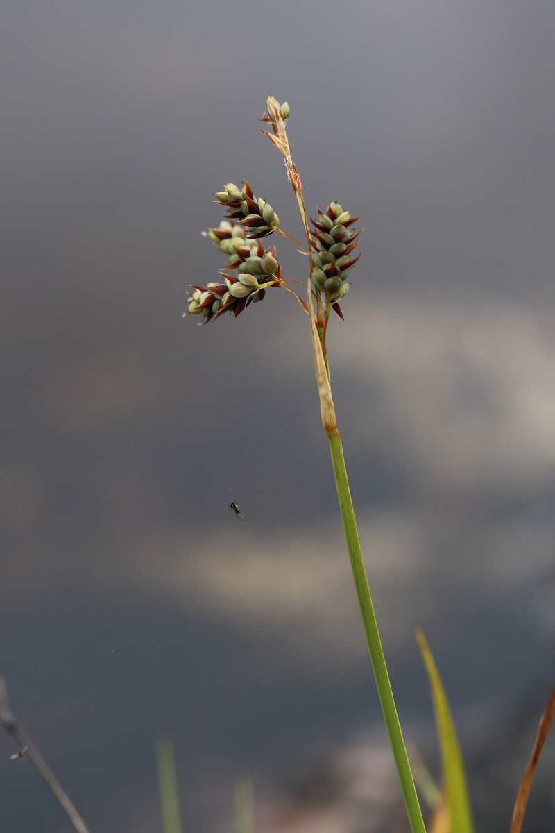 Image of Carex paupercula specimen.