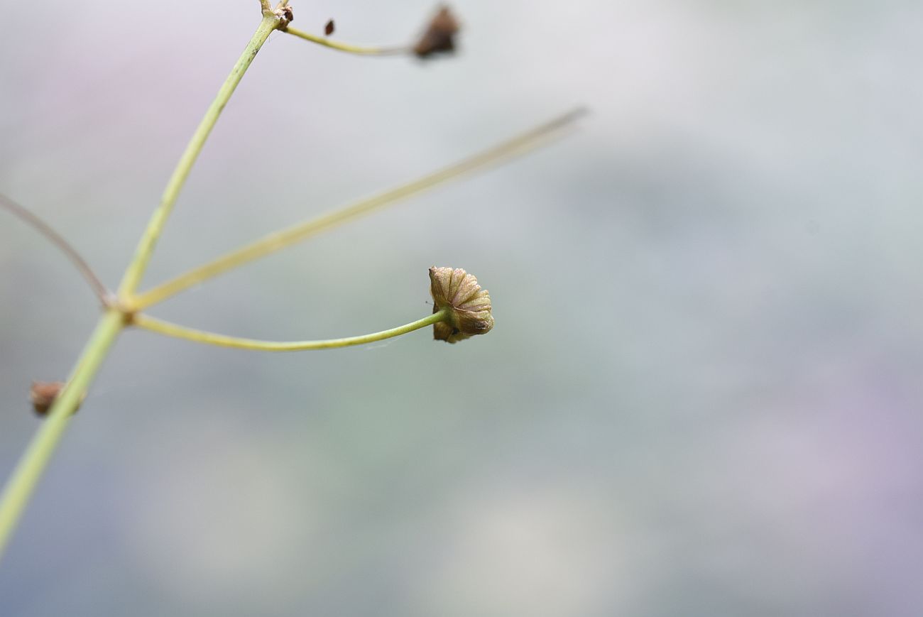 Image of Alisma plantago-aquatica specimen.