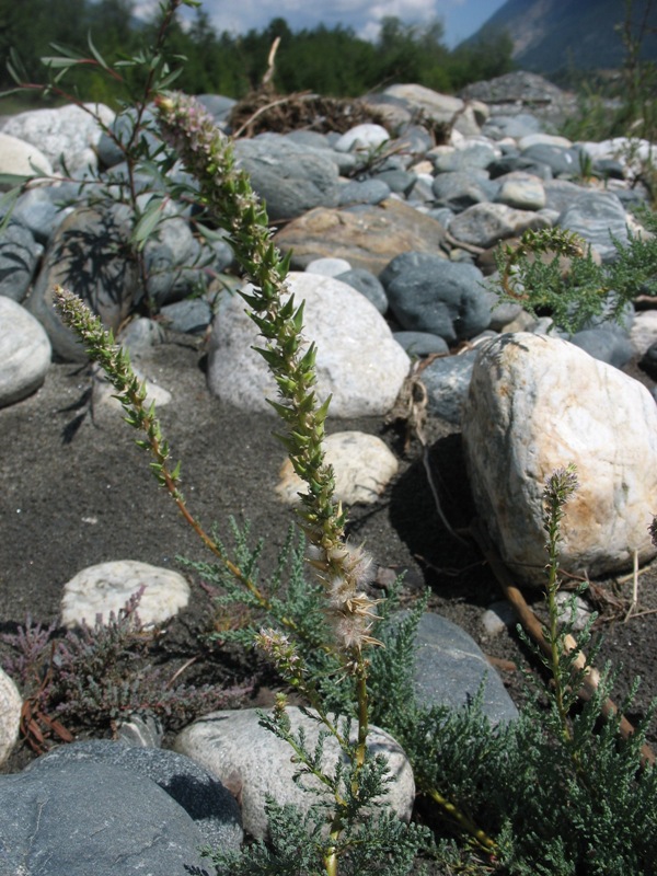 Image of Myricaria bracteata specimen.