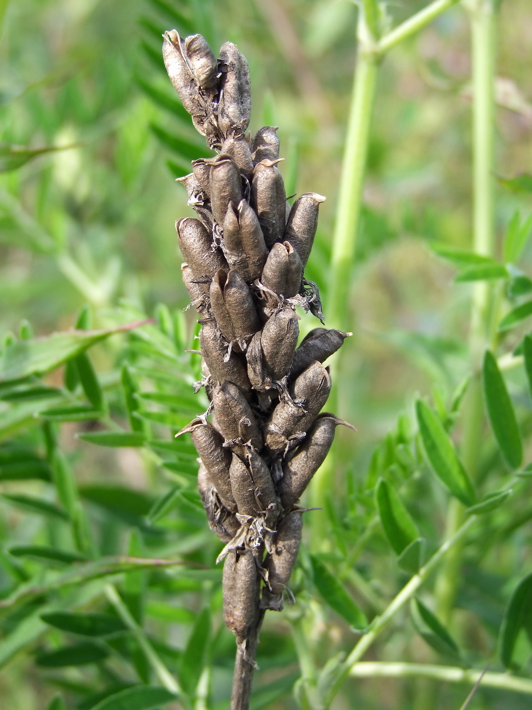 Image of Astragalus uliginosus specimen.