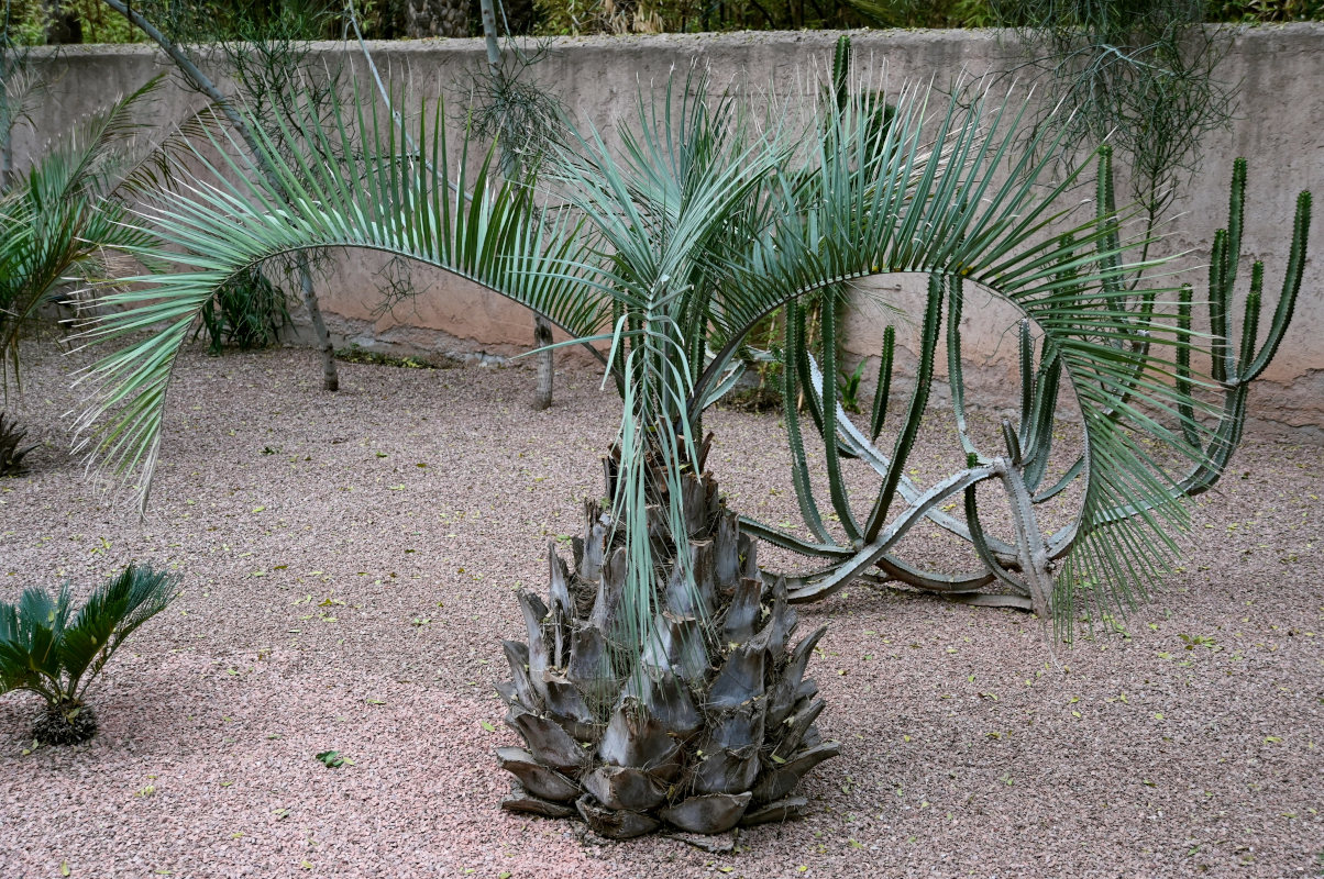 Image of Butia capitata specimen.