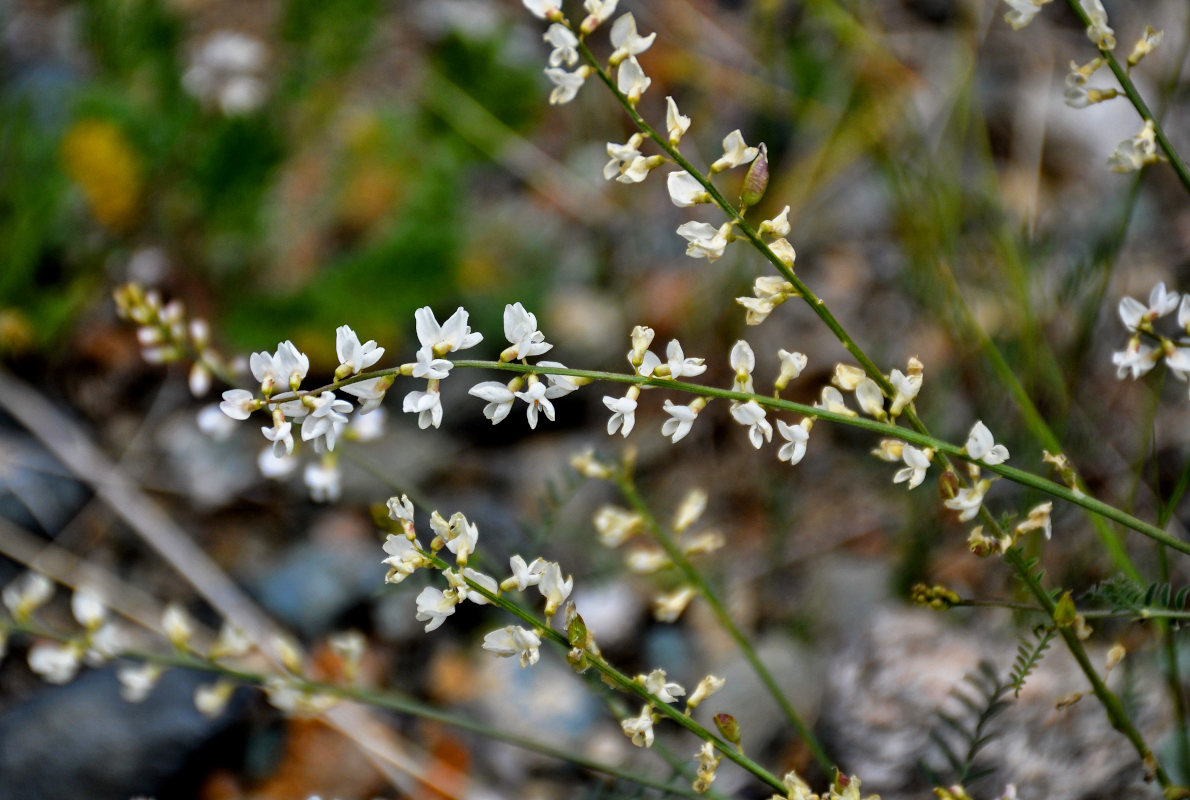 Изображение особи Astragalus puberulus.