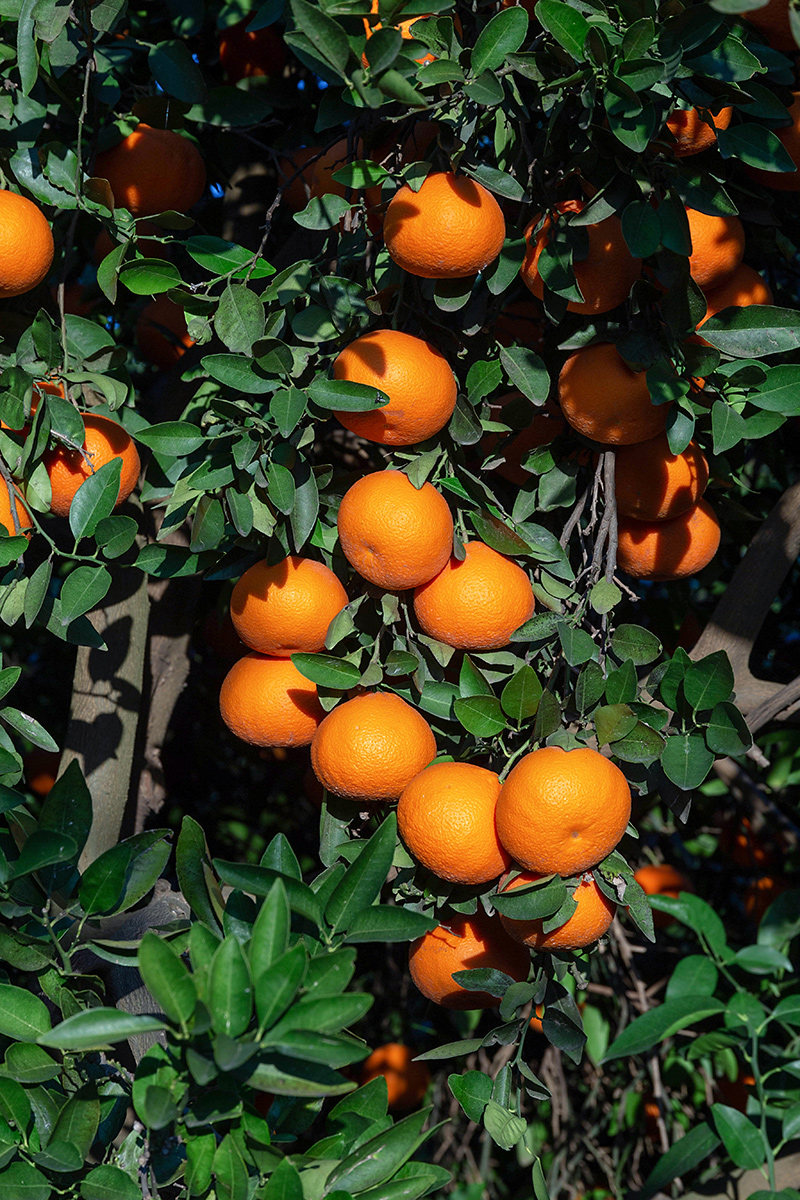 Image of Citrus reticulata specimen.