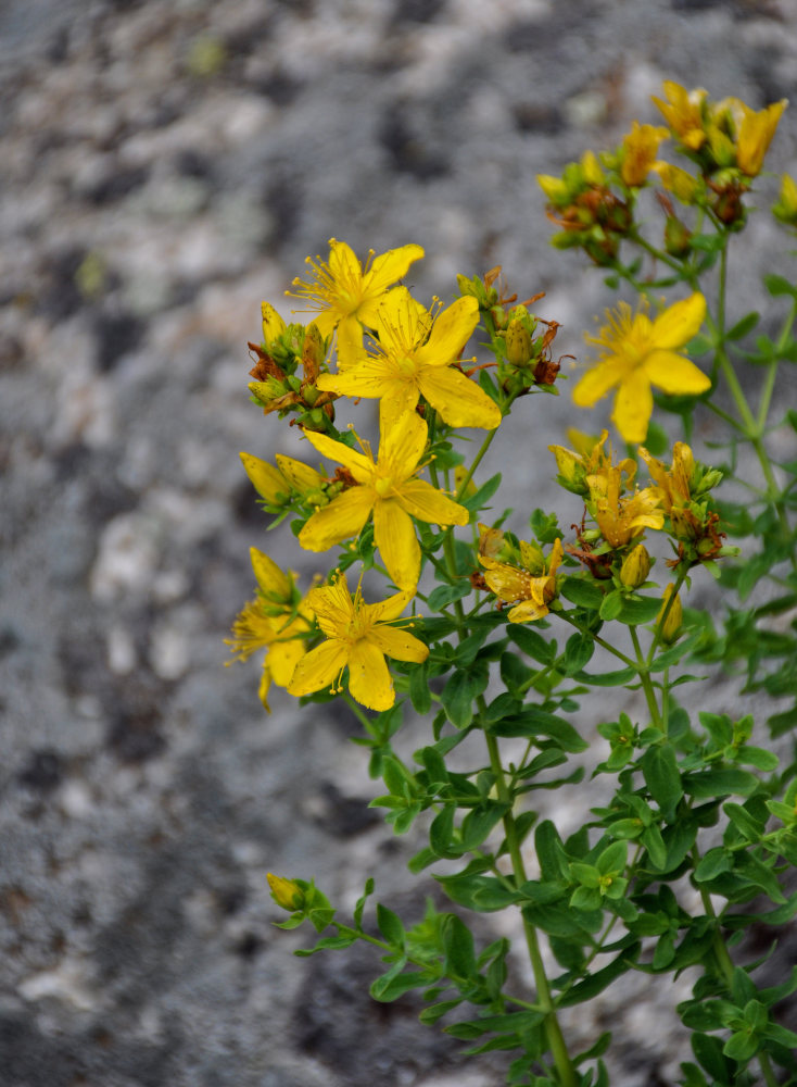 Image of Hypericum perforatum specimen.