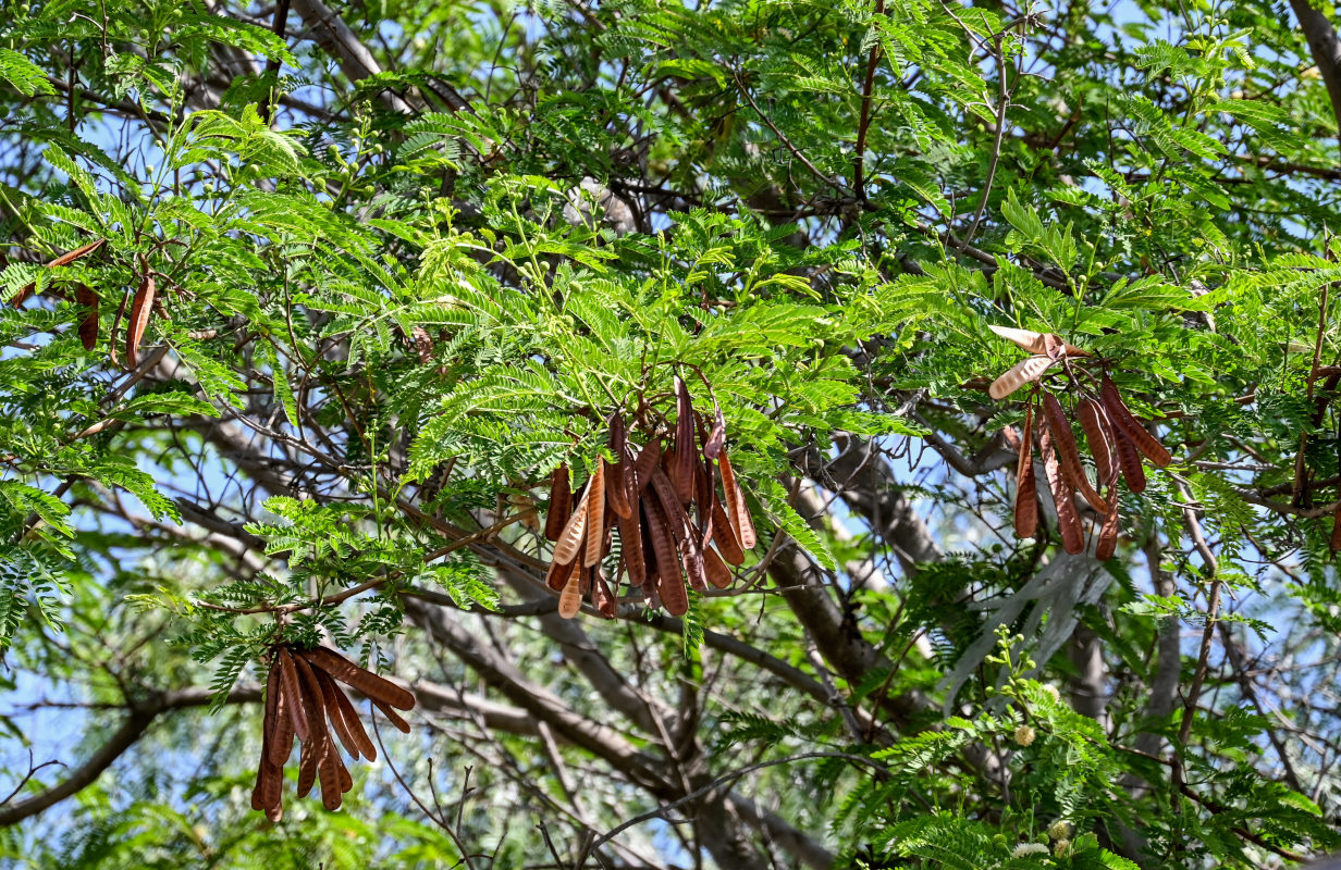 Image of Leucaena leucocephala specimen.