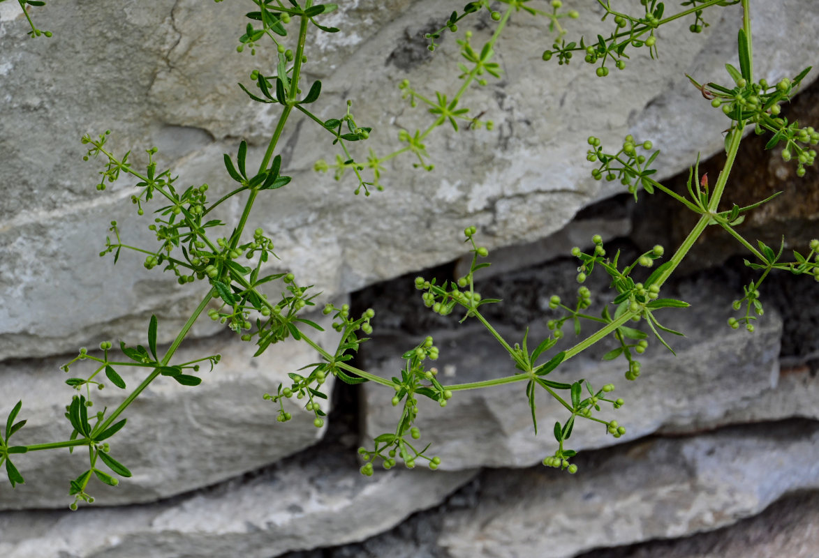 Image of Galium aparine specimen.