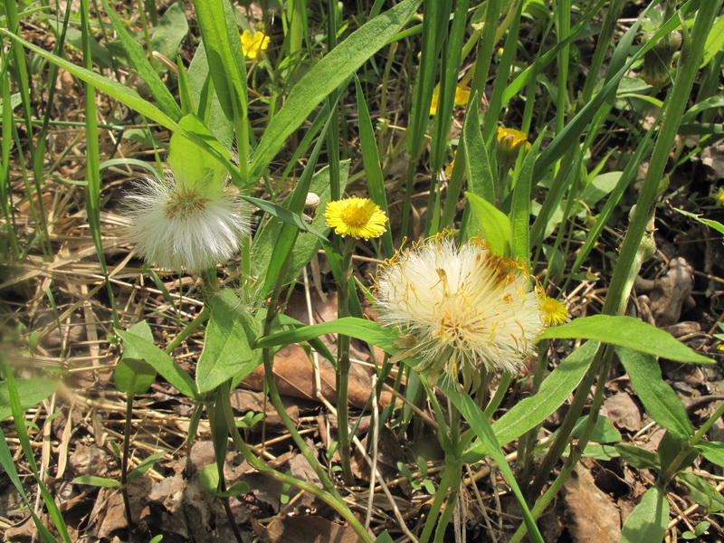 Image of Tussilago farfara specimen.