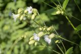 Смотреть изображение Oberna multifida