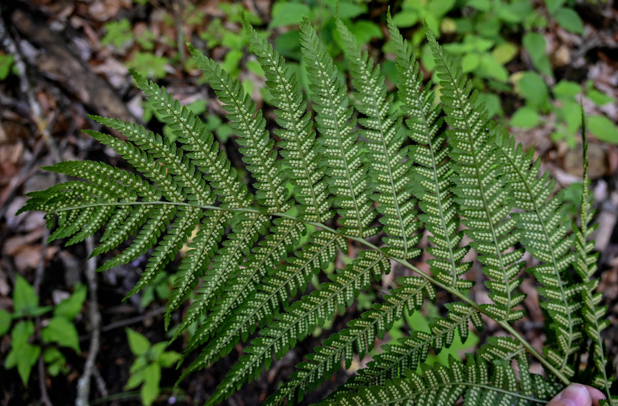 Изображение особи Dryopteris filix-mas.