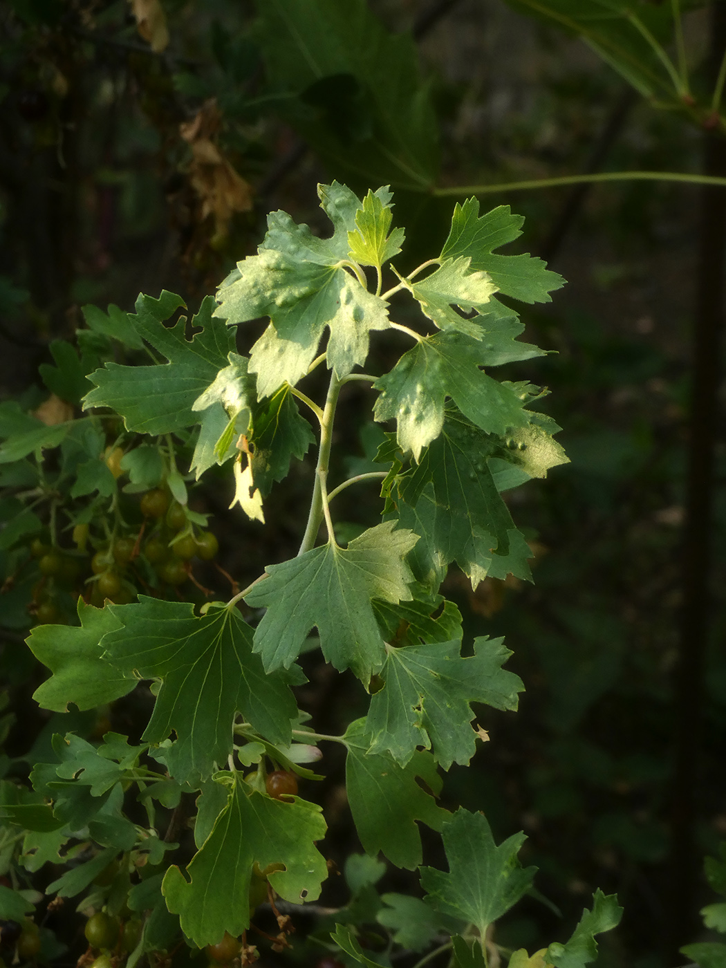 Image of Ribes aureum specimen.