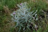 Cirsium argillosum. Цветущие растения. Дагестан, Гунибский р-н, с. Гамсутль, ≈ 1400 м н.у.м., луговой склон. 29.07.2022.