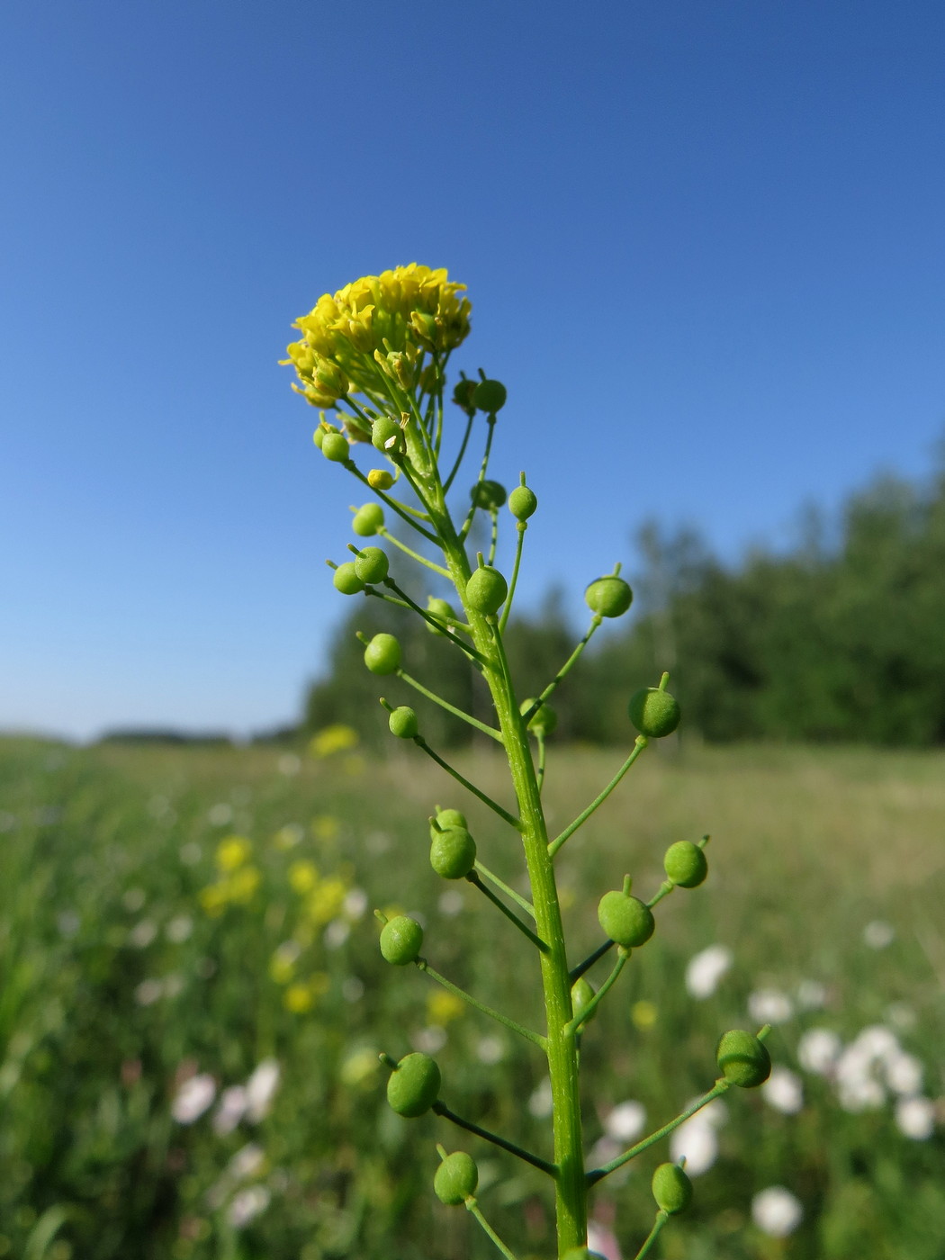 Изображение особи Neslia paniculata.