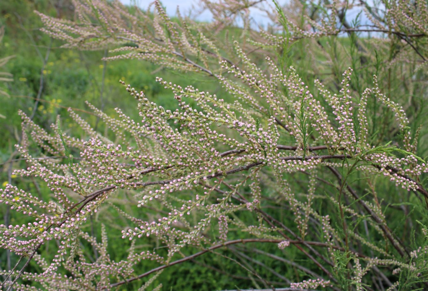 Image of Tamarix meyeri specimen.