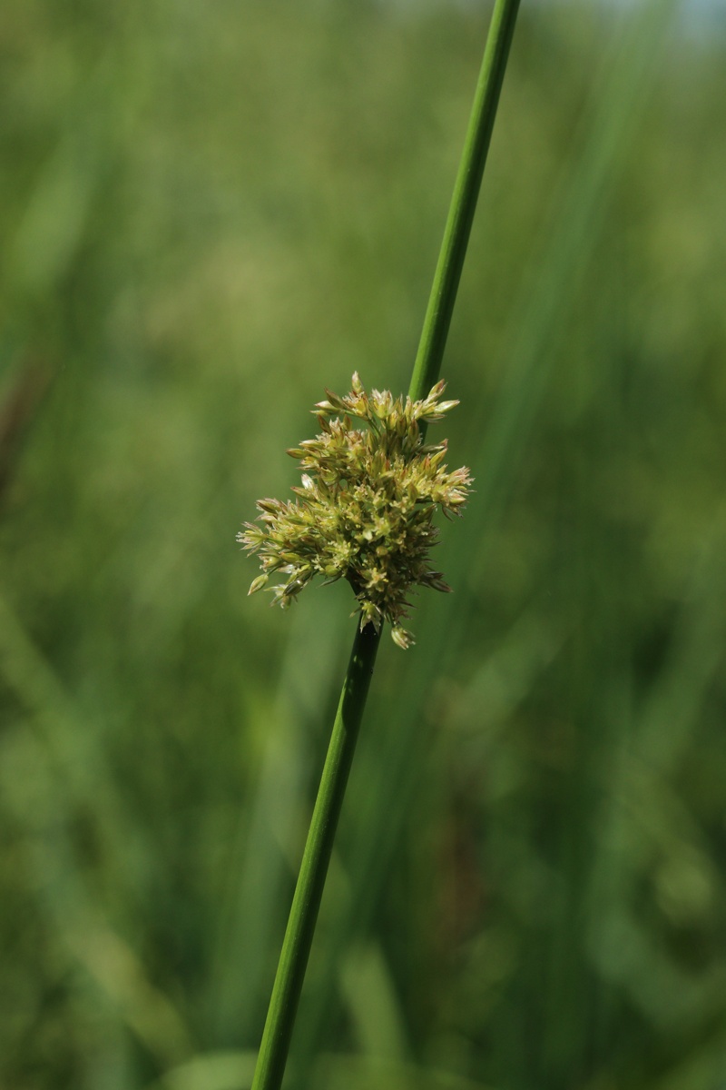 Изображение особи Juncus effusus.