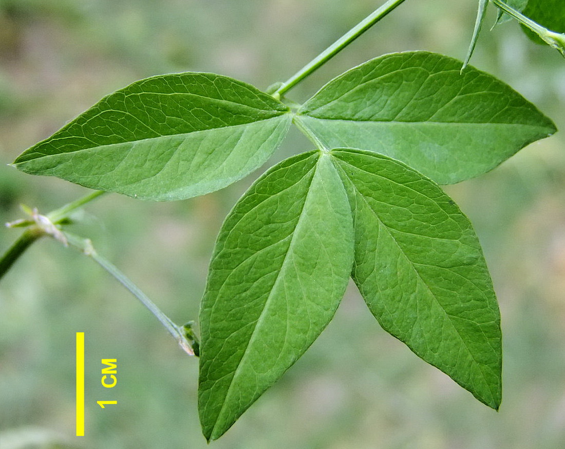 Image of Vicia ramuliflora specimen.