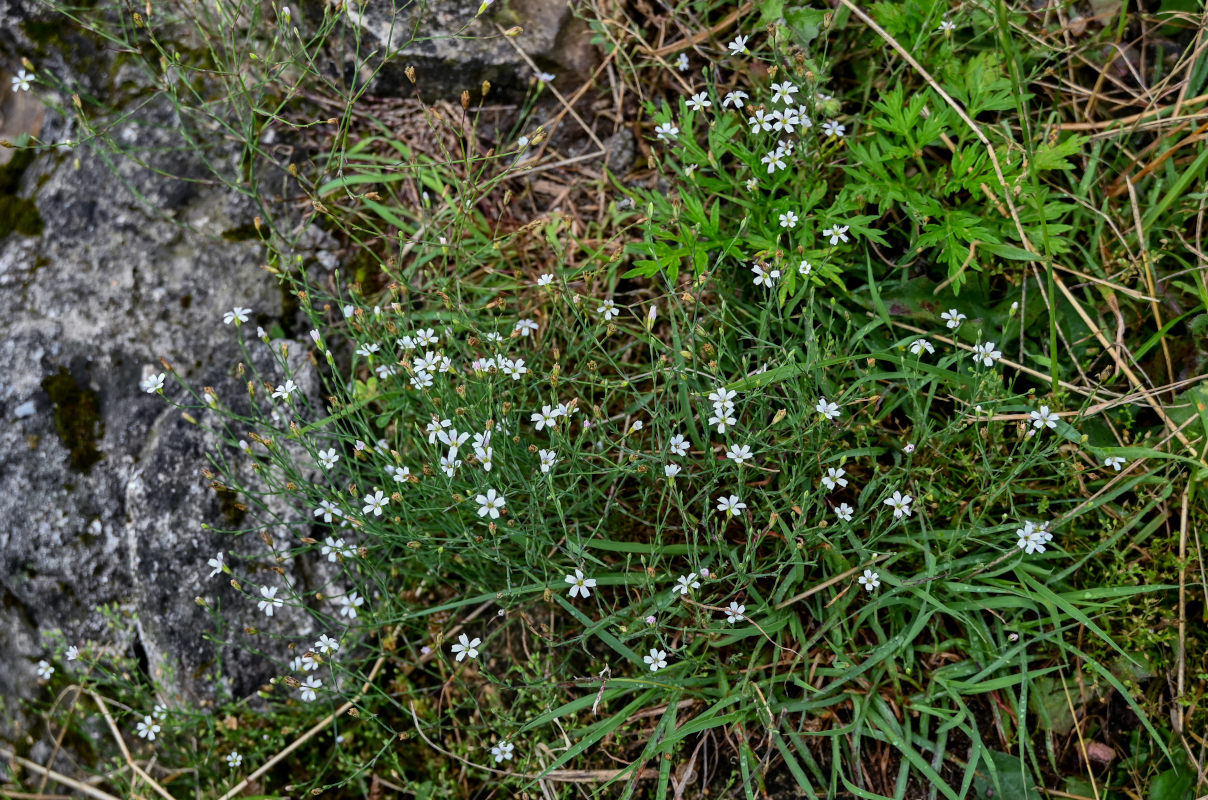 Image of Petrorhagia saxifraga specimen.