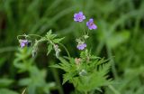 Geranium pseudosibiricum. Верхушка цветущего растения. Красноярский край, Берёзовский р-н, долина р. Мана, луговой склон. 06.06.2022.