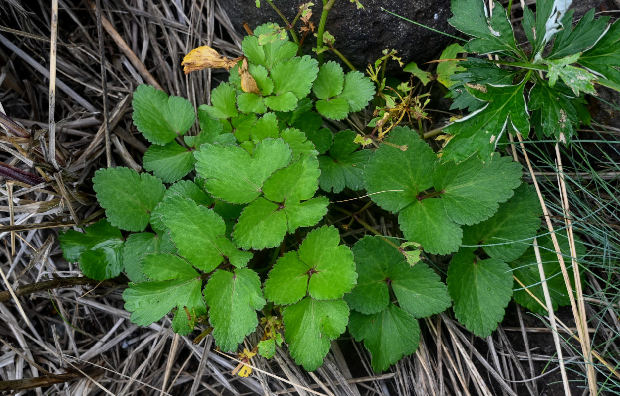 Изображение особи Ligusticum scoticum.