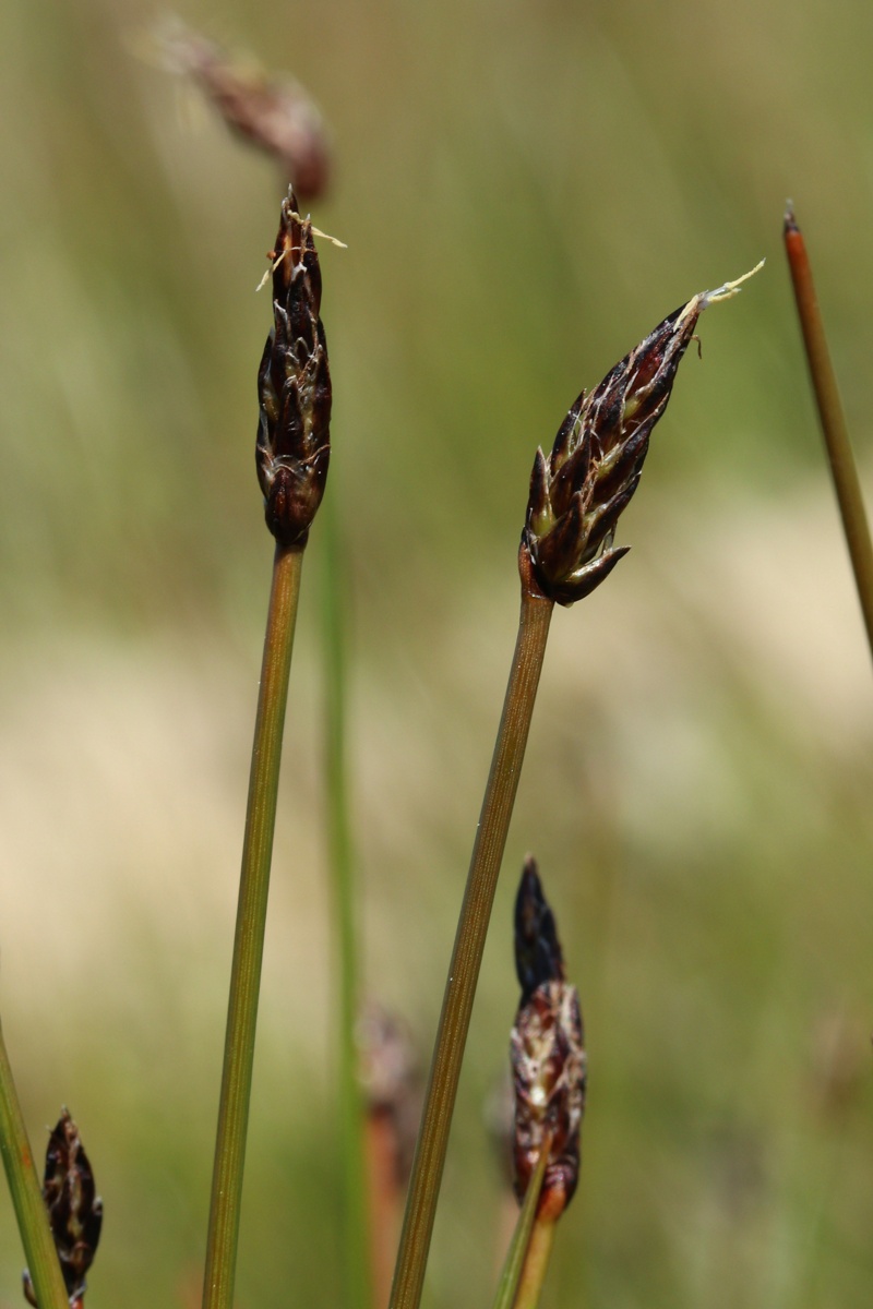 Image of Eleocharis fennica specimen.