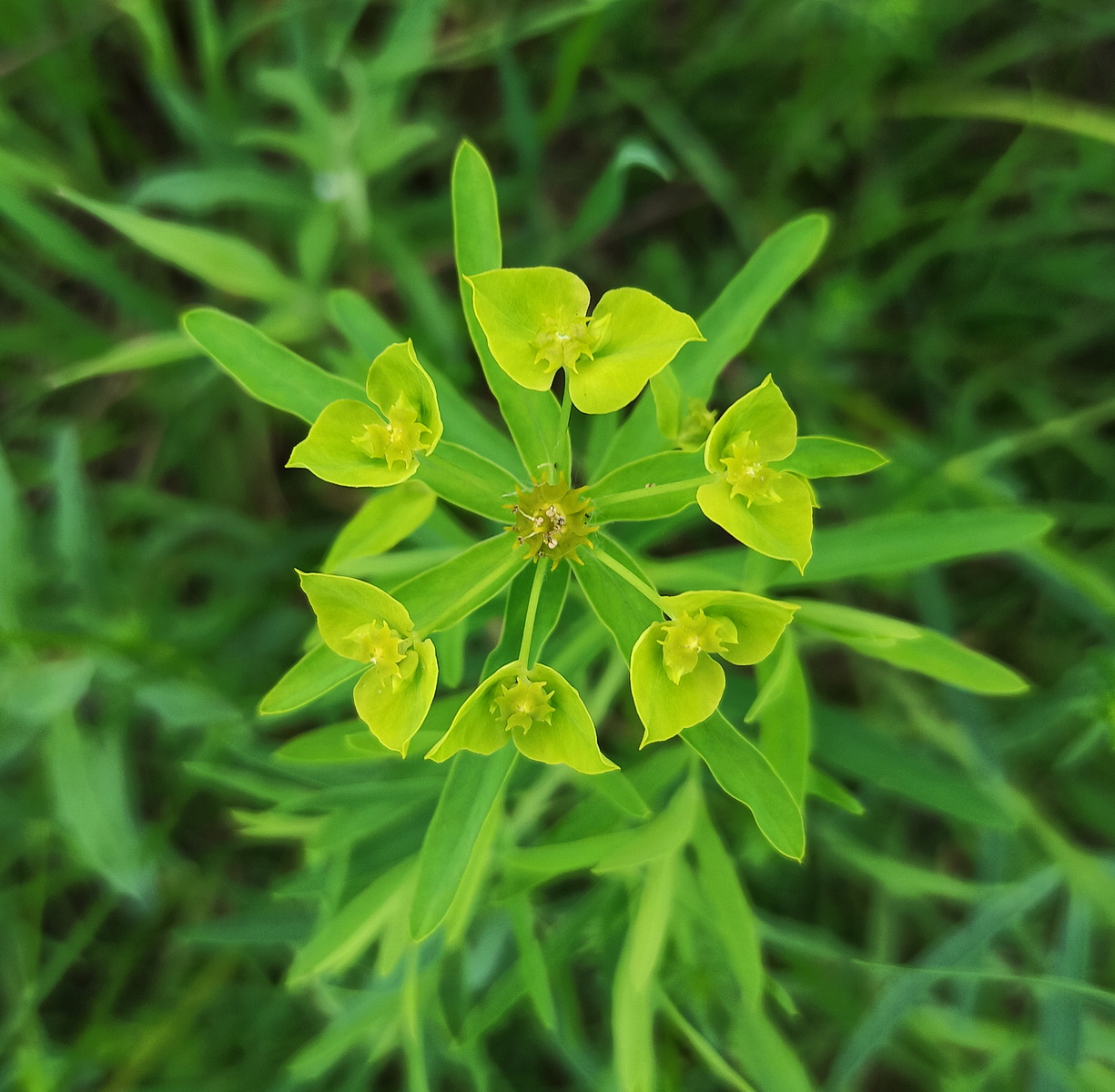 Изображение особи Euphorbia lamarckii.