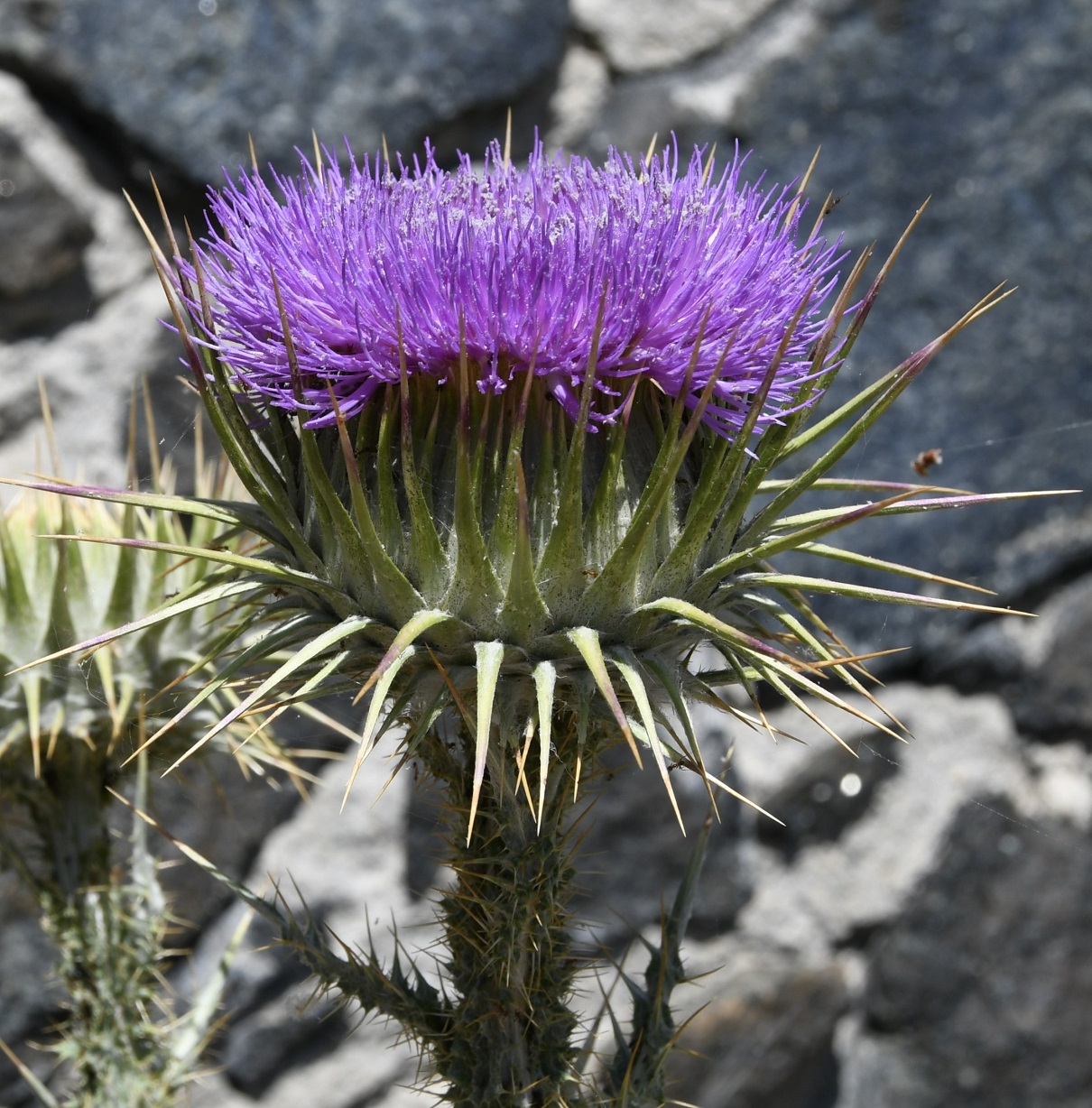 Image of Onopordum bracteatum specimen.