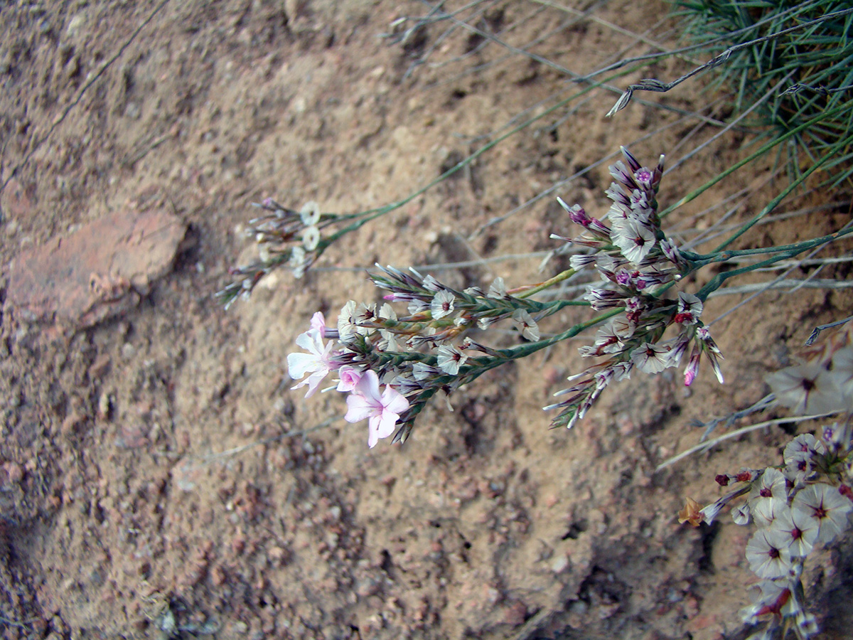 Image of Acantholimon sackenii specimen.